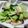 パペット310's cooksnap of when they made *簡単！豚バラとチンゲン菜の炒めもの*.
