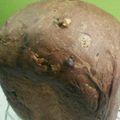ぴんがろび's cooksnap of when they made ホームベーカリー☆リッチチョコチップパン.