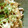 ニョニャなな's cooksnap of when they made れんこんと豚肉のきんぴら.