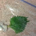 ワカジェ's cooksnap of when they made 大葉　保存方法.