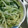 そよ風ソヨン's cooksnap of when they made 水菜の胡麻和え.