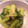 ohmagari's cooksnap of when they made 大根菜とツナの＊辛子和え.