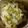 パンプキンチャボ's cooksnap of when they made 白菜を美味しく♪白菜と豚バラの重ね蒸し.
