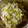 パンプキンチャボ's cooksnap of when they made 白菜を美味しく♪白菜と豚バラの重ね蒸し.