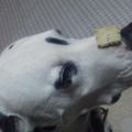 こせうさ's cooksnap of when they made ワン(犬)用☆クッキー.