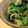 黒豚チョコ's cooksnap of when they made ほうれん草ゴマ和え.