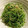 hyser's cooksnap of when they made 簡単もう一品♪豆苗とネギのナムル♪.