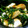 銀虎子's cooksnap of when they made 鳥胸とほうれん草のマヨカレー炒め.