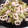 ∮ぬまっち∮'s cooksnap of when they made いんげんとイカのしょうが焼き.