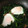 きよぽーーん's cooksnap of when they made ほうれん草とたまご.
