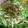 kota77's cooksnap of when they made 大根と水菜のｻﾗﾀﾞ.