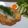 ＰＵＲＵ's cooksnap of when they made 柔らかい☆チキンカツでおろしカツ.