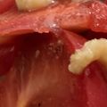MULA's cooksnap of when they made トマトだけ簡単サラダ♡.