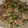Shimauu's cooksnap of when they made 簡単うまうま砂ズリの酢の物♡.