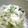 ダナ子's cooksnap of when they made 大根農家の作り置き万能大根サラダ！.