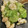 みっくママ's cooksnap of when they made ❋鶏皮とキャベツの塩麹炒め.