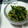 inyako's cooksnap of when they made 胡麻が香る　ほうれん草の胡麻和え.