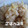 ごはんスキ's cooksnap of when they made しょうがご飯.