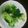チビ太のおでん's cooksnap of when they made ブロッコリーの茹で方.