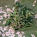 vistro's cooksnap of when they made めんつゆで超簡単♡ほうれん草のゴマ和え.