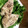 ゆんたんクック's cooksnap of when they made ご飯もすすむ！いわしの唐揚げ.