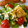 ＹＫＮ４．３'s cooksnap of when they made 小松菜とトマトの炒め物♪.