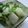 りんばたまま's cooksnap of when they made 大根と生姜の漬物.