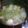 きゅーい's cooksnap of when they made 鶏白菜あっさり煮 With にんにくみそ.