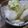 ナウちゃん's cooksnap of when they made カブの浅漬け☆塩昆布レモン。.