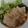 shuga57820's cooksnap of when they made 簡単☆うまうまチャーシュー☆焼き豚☆.