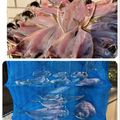 horseland's cooksnap of when they made アジの干物の作り方～釣り人編～.