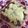 あさゆう！！'s cooksnap of when they made ☆柚子胡椒納豆トースト☆.