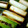 sky_birds's cooksnap of when they made 風邪ひきさんに！とろとろ焼きねぎ.