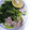ﾅｶﾞﾚﾎﾞｼ's cooksnap of when they made 簡単♪すだちと生醤油のあったかうどん.