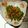 ヤミーヤムヤム's cooksnap of when they made 焼きししとう　超シンプルなおつまみ♪.