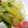 ユーロン's cooksnap of when they made 白菜のからし醤油和え.