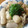noamanma's cooksnap of when they made 鶏と里芋の柚子こしょう煮.