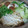 エルミー☆'s cooksnap of when they made いか鍋　わたを使って♪.