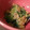 r_minya's cooksnap of when they made 三つ葉の磯和え.
