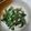 usausakana's cooksnap of when they made こんにゃくとほうれん草の白和え.