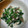 usausakana's cooksnap of when they made こんにゃくとほうれん草の白和え.