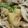 ｙｕｋｏ９６'s cooksnap of when they made 豚肉とじゃがいものほくとろ炒め.