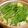 コジコジクッキング's cooksnap of when they made 簡単☆本格！塩味もつ鍋。.