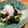 ぐりぃーーーん's cooksnap of when they made ワカメと鮭の酒蒸し☆さっぱりレモンダレ.