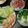チビ太のおでん's cooksnap of when they made あるものだけで☆生春巻き風ーー♪♪.