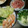 チビ太のおでん's cooksnap of when they made あるものだけで☆生春巻き風ーー♪♪.