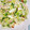 numami's cooksnap of when they made 白菜とりんごのサラダ.