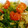 mikli2006's cooksnap of when they made スープのようなトマトとレタスのツナ炒め.