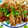 バナナ789's cooksnap of when they made 簡単でウマウマ豚肉のくわ焼き丼.