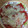 かめのたろう's cooksnap of when they made 簡単☆トマトサラダ.